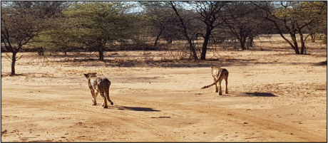 CHEETAH CONSERVATION FUND (OTJIWARONGO,OTJOZONDJUPA) FARMERS FOR AFRICA