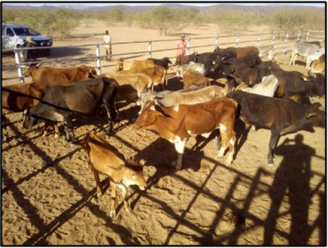DROUGHT RELIEF – CASH FOR CARCASS INITIATIVE KUNENE